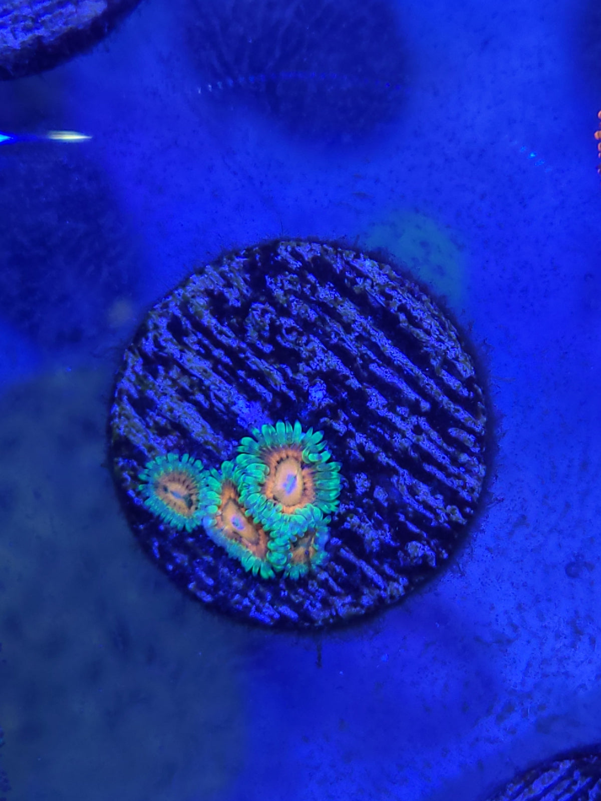 Eagle Eye Zoanthid — photo 4