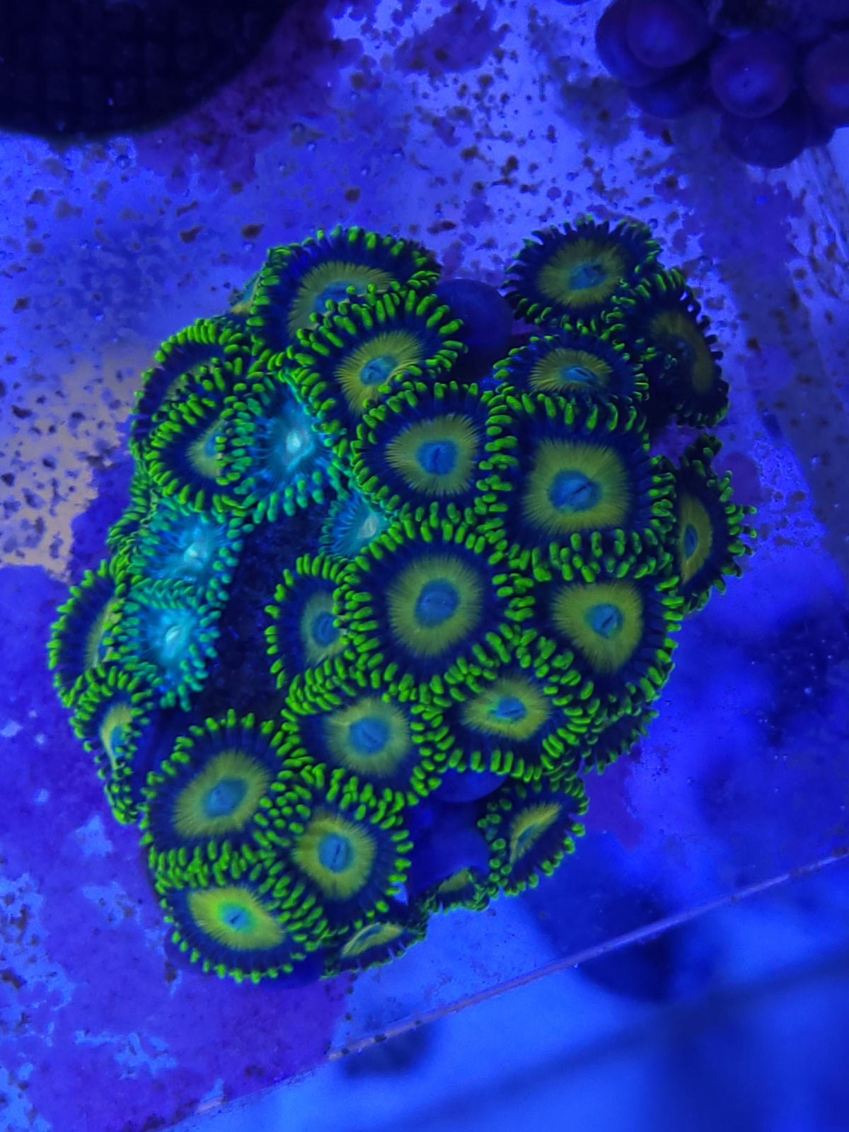 Eagle Eye Zoanthid — photo 5