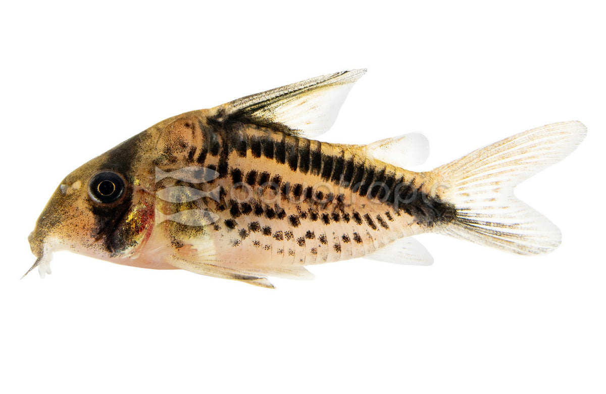 Corydoras Decker
