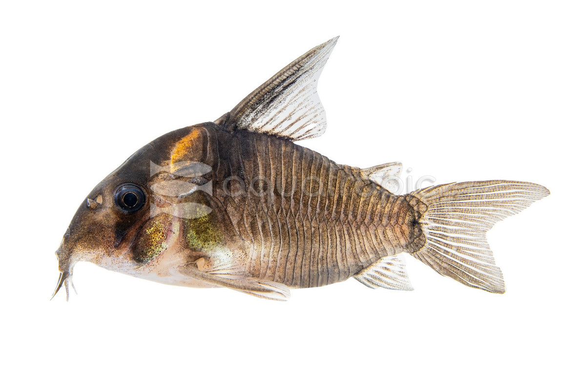 Corydoras Concolor