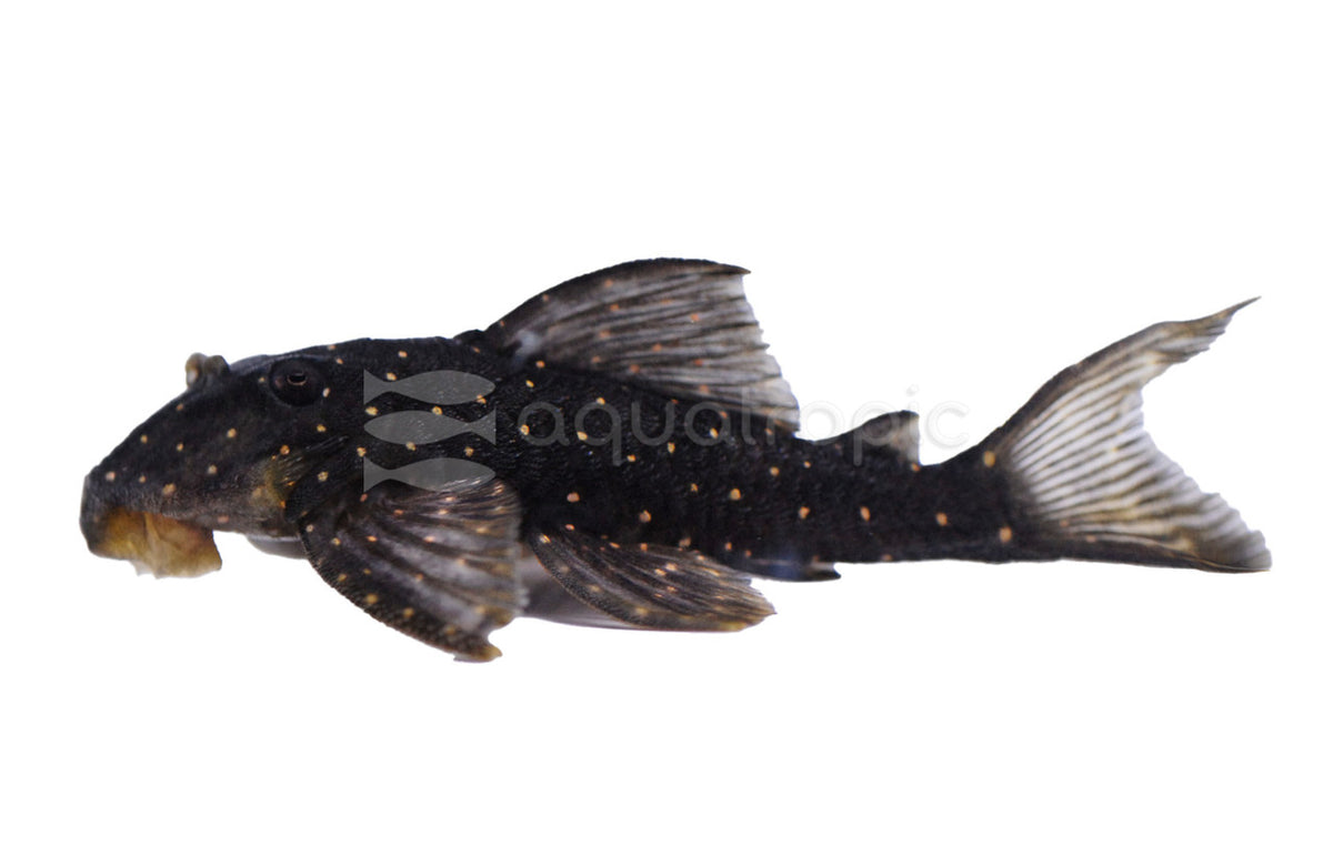 Mustard Pleco L031