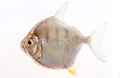 Tiger Stripe Silver Dollar