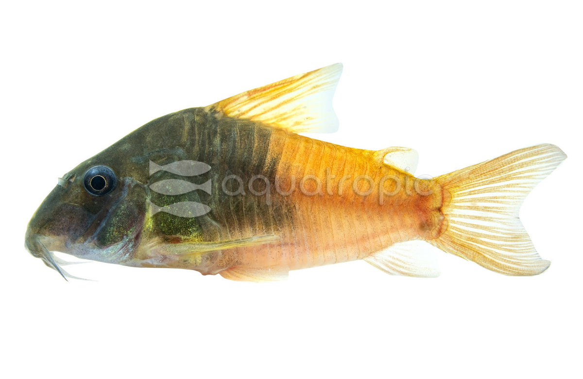 Corydoras CW217 Concolor
