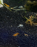 Micro Spider Crab (Limnopilos naiyanetri) on black substrate