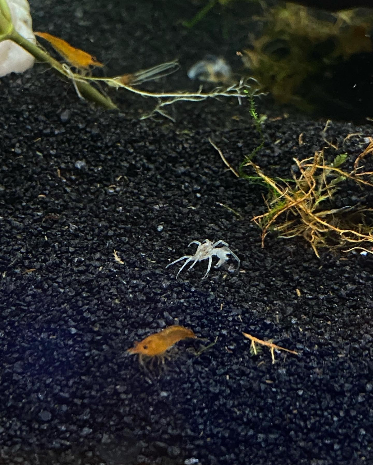 Micro Spider Crab (Limnopilos naiyanetri) on black substrate