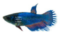 Crowntail Female Betta (Betta splendens) — photo: Quality Marine, used with permission