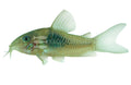 Venezuelan Red Sailfin Cory