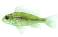 Red Head Geophagus Tapajo