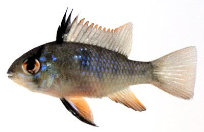 Dark Knight Black Ram (Mikrogeophagus ramirezi)