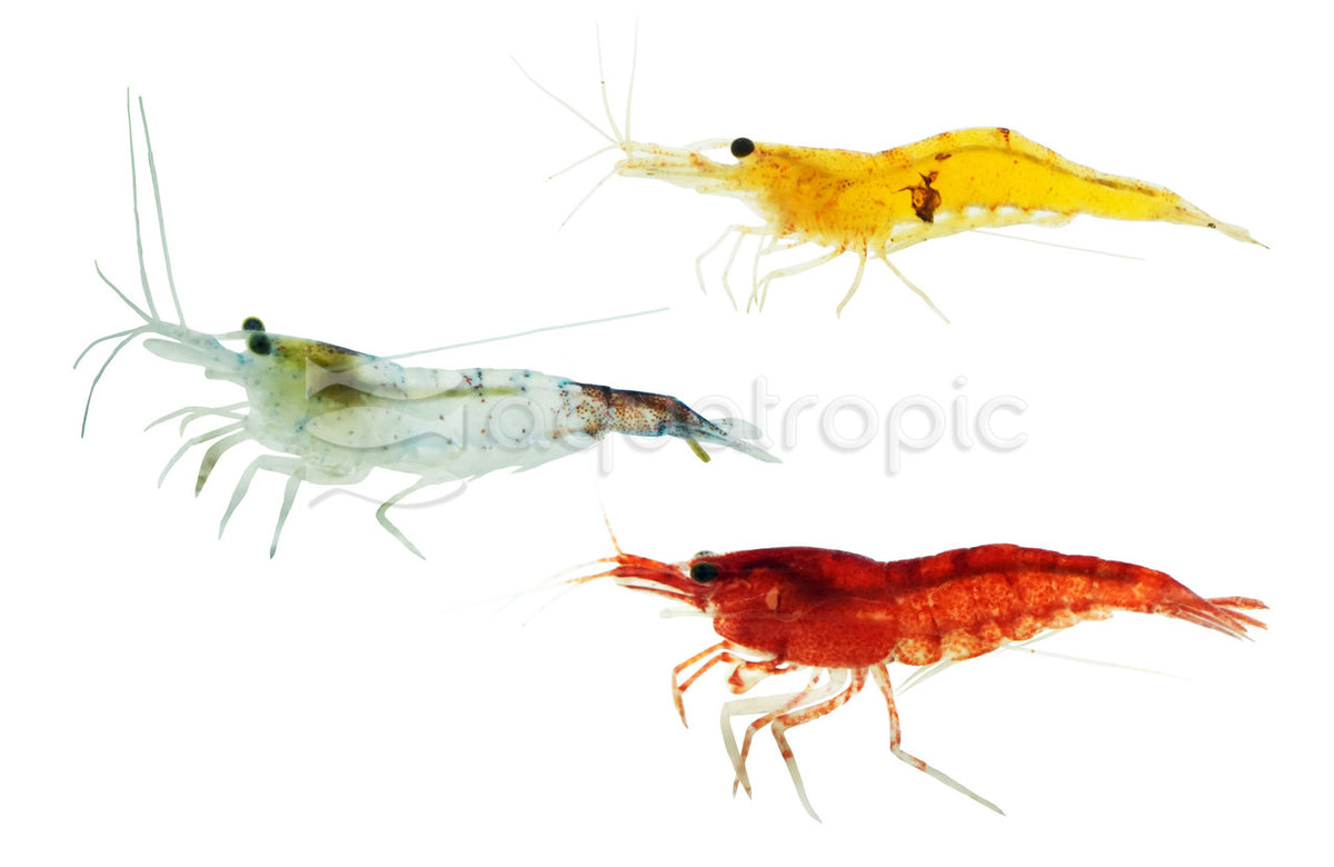 Assorted Fancy Shrimp (Neocaridina davidi) - Medium — photo: Quality Marine, used with permission