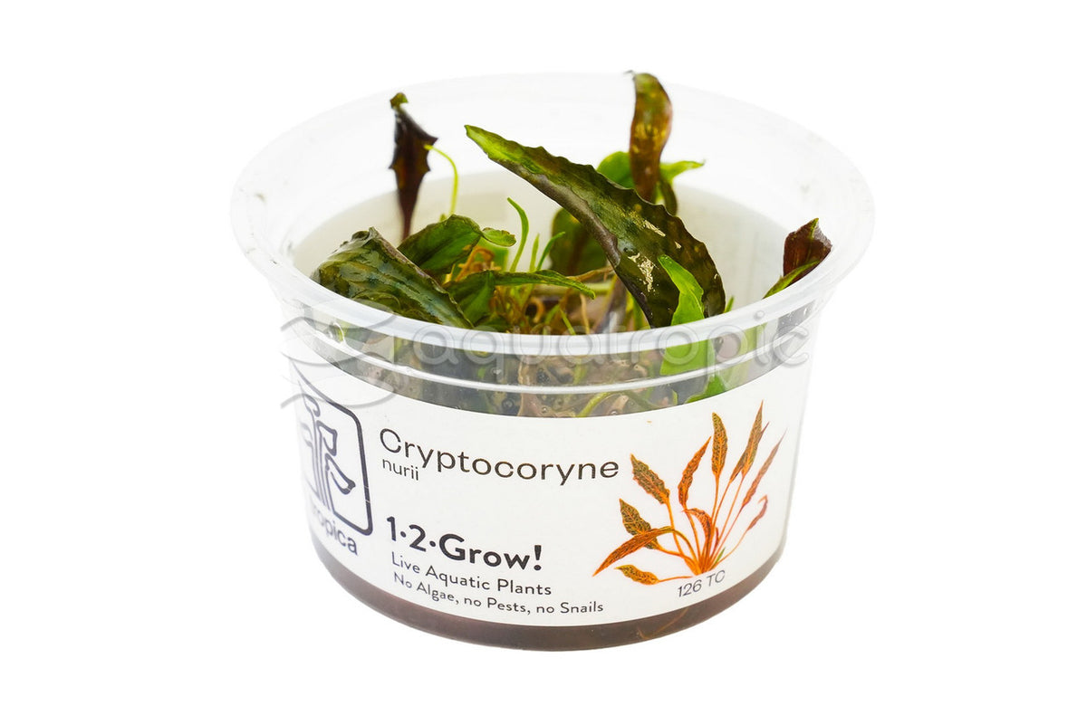 Cryptocoryne Nurii Tissue Culture — photo: Quality Marine, used with permission