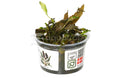 Cryptocoryne Wendtii 'Mi Oya' Tissue Culture — photo: Quality Marine, used with permission