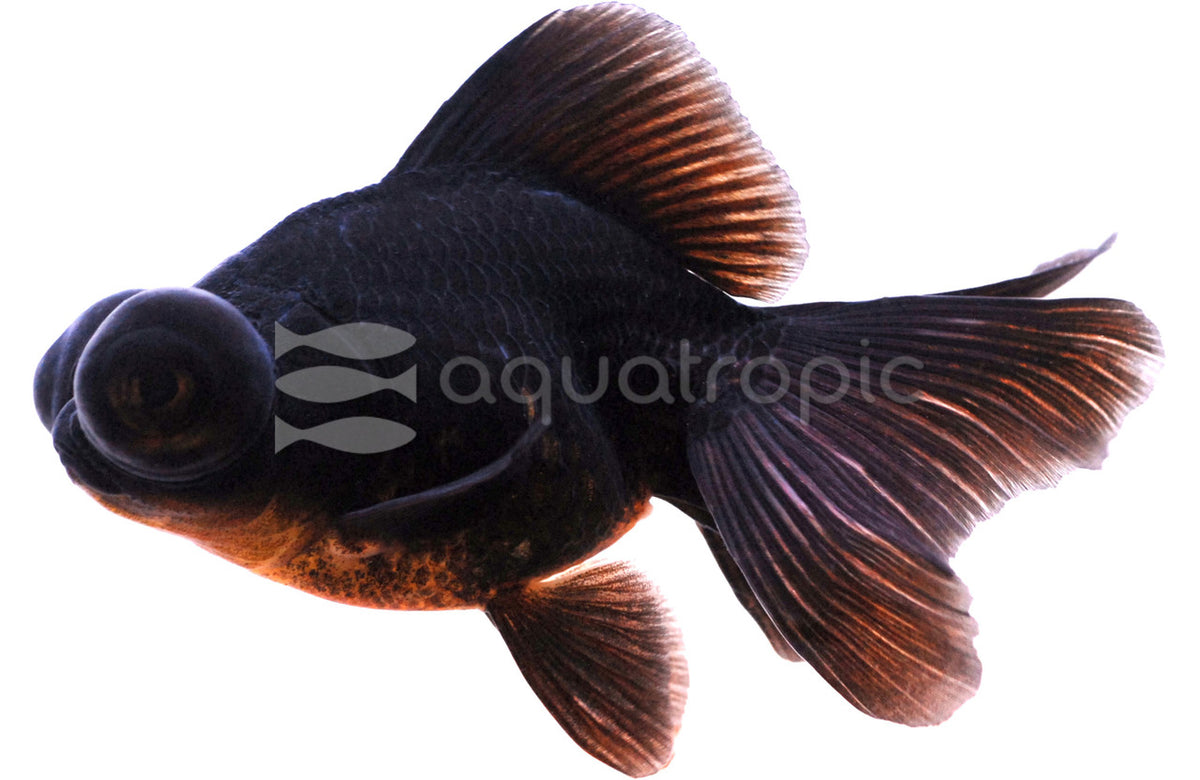 Japanese Butterfly Moor Goldfish (Carassius auratus)