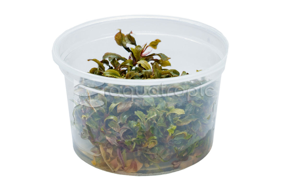 Bucephalandra Kedagang Tissue Culture (Bucephalandra sp. 'Kedagang') — photo: Quality Marine, used with permission