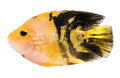 Yellow Tiger Parrot