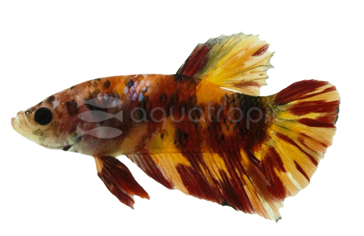 Koi Betta (Betta splendens) (Tricolor Roundtail) — photo: Quality Marine, used with permission