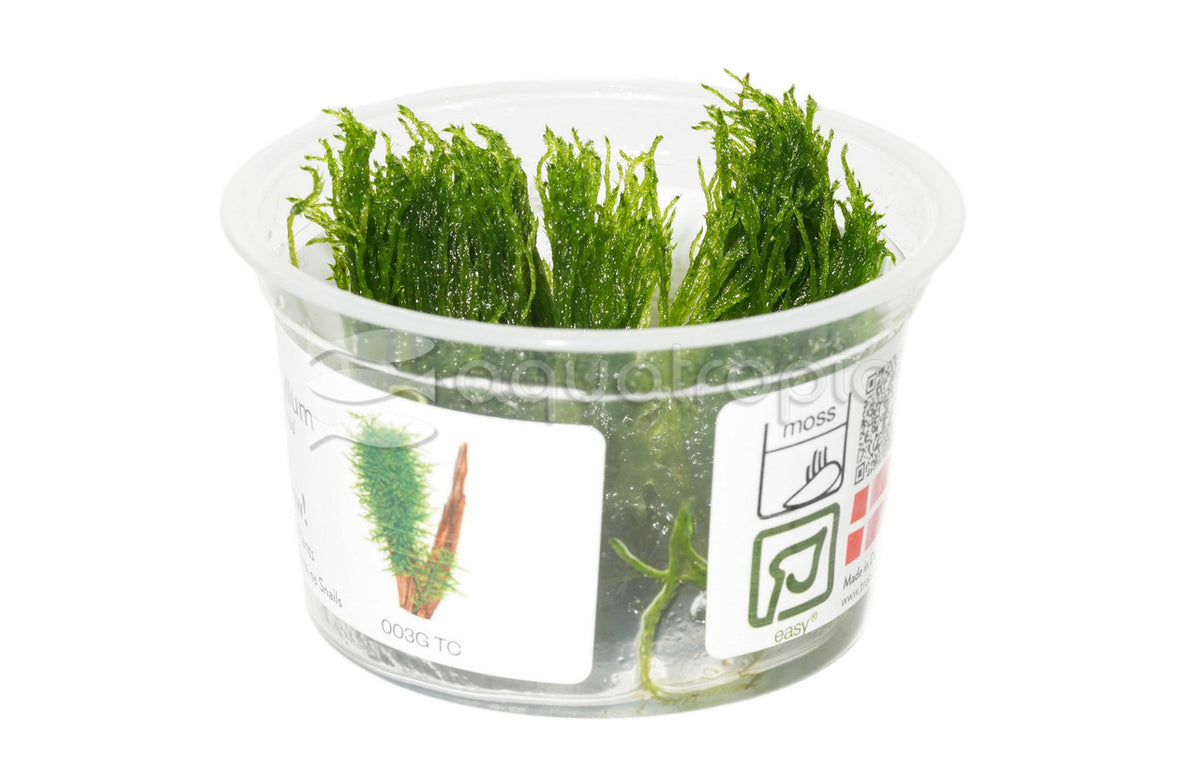 Taxiphyllum 'Spiky Moss' Tissue Culture (Taxiphyllum sp. 'Spiky') — photo: Quality Marine, used with permission