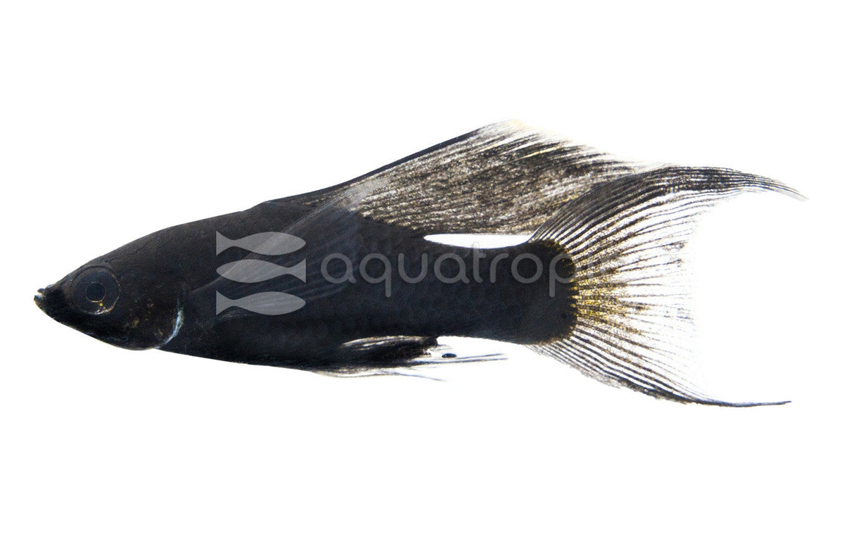 Black Lyretail Molly