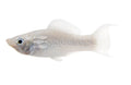 Silver Lyretail Molly (Poecilia latipinna × sphenops 'Silver Lyretail') — photo: Quality Marine, used with permission