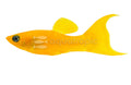 Gold Lyretail Molly