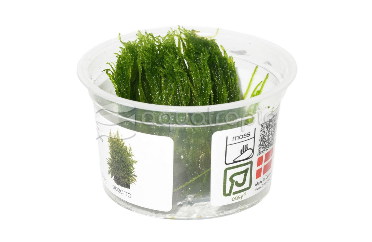 Taxiphyllum alternans 'Taiwan Moss' Tissue Culture — photo: Quality Marine, used with permission