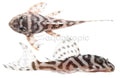 False Zebra Pleco