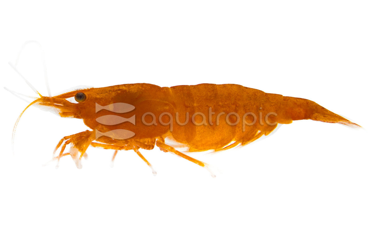 SS Sunkist Shrimp (Neocaridina sp.) (Neocaridina davidi 'Orange') — photo: Quality Marine, used with permission