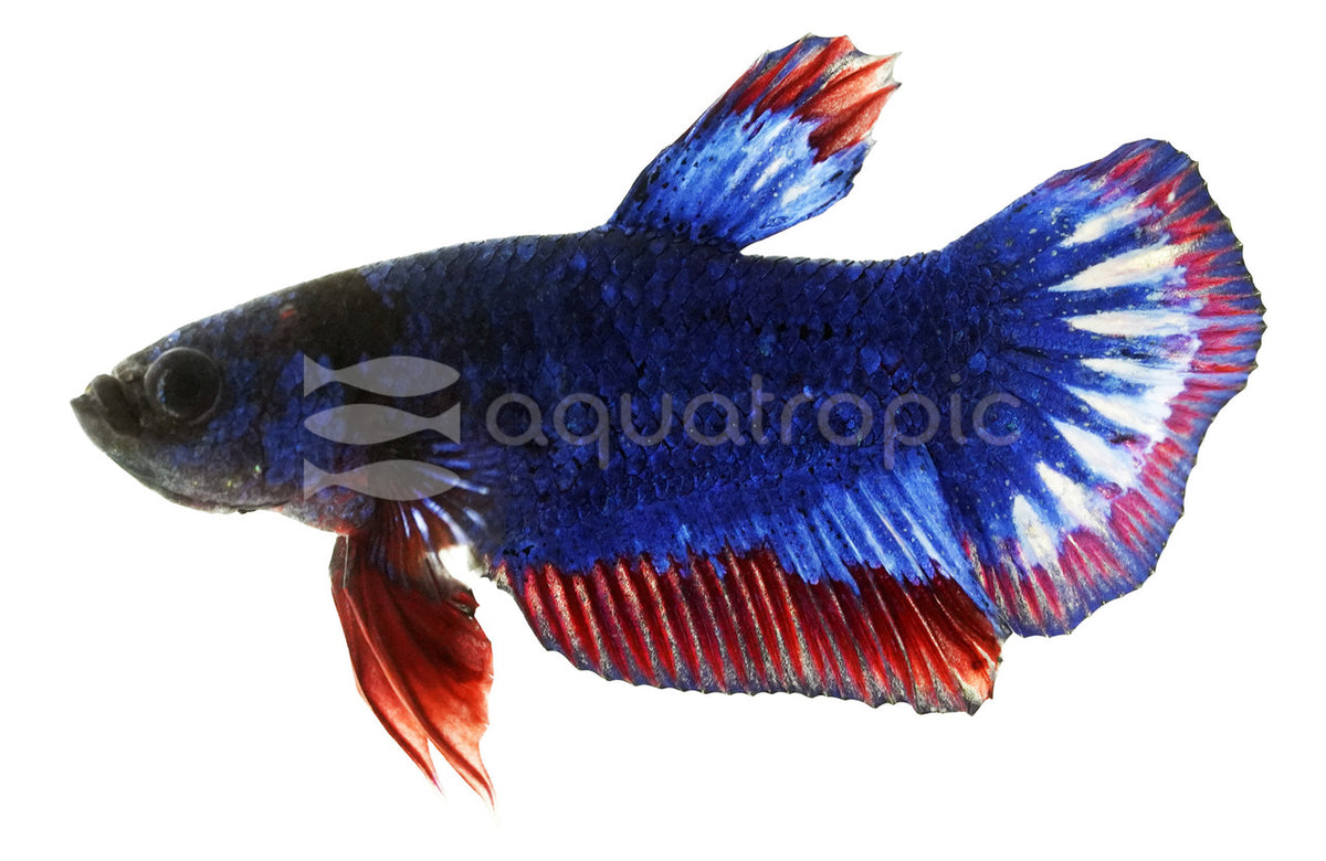 Roundtail Fighting Betta (Betta splendens) — photo: Quality Marine, used with permission
