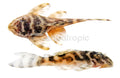 Gold Tiger Pleco