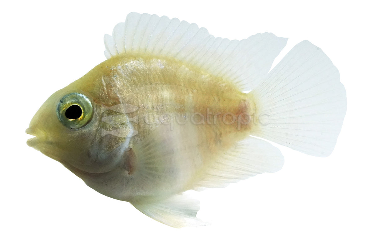 Platinum Parrot