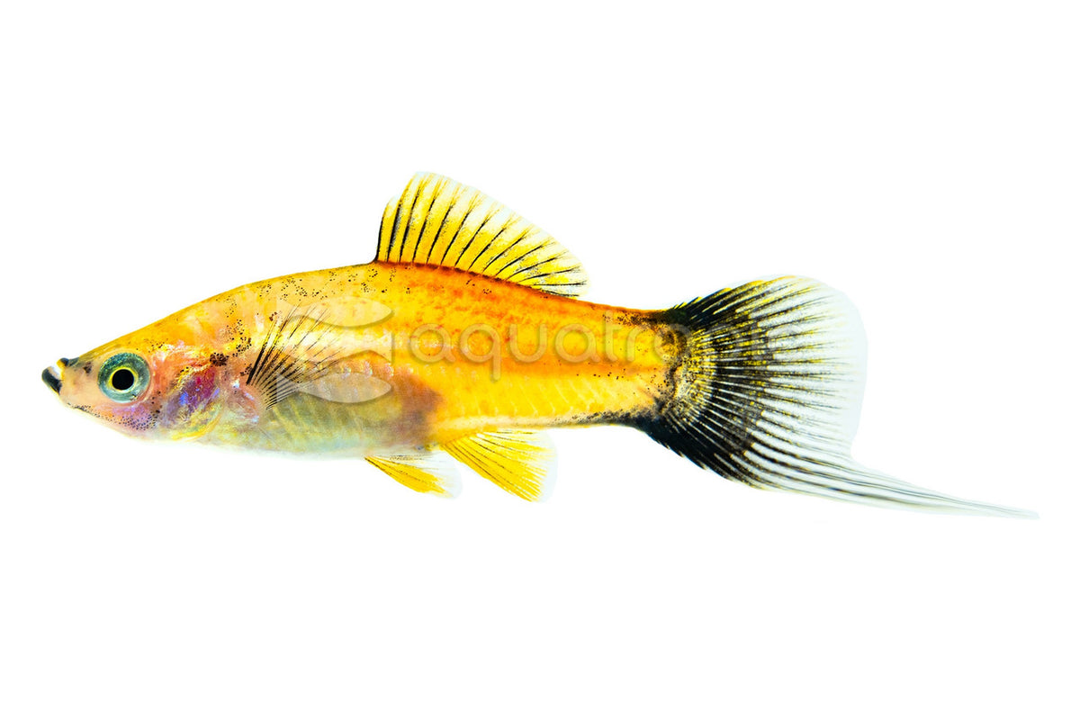 Pineapple Wag Swordtail (Xiphophorus hellerii 'Pineapple Wag') — photo: Quality Marine, used with permission