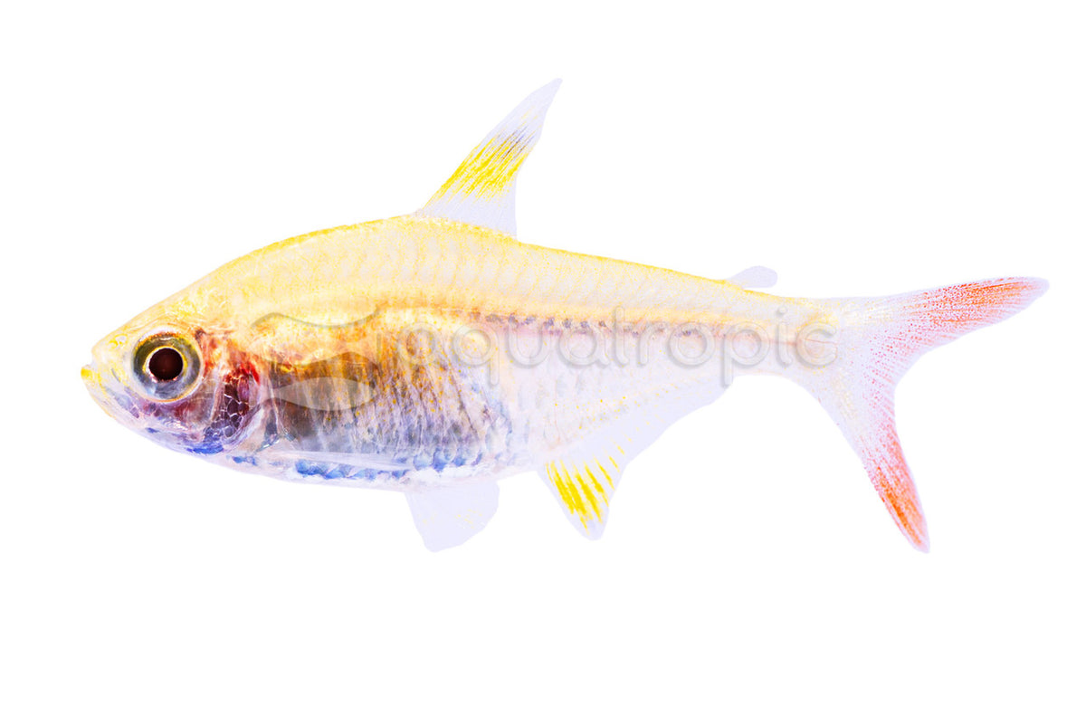Gold Pristella Tetra (Pristella maxillaris) — photo: Quality Marine, used with permission