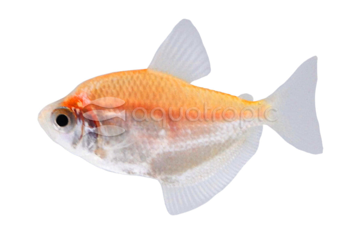 Assorted Colored White Tetra (Gymnocorymbus ternetzi) - Large