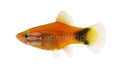 Imported Red Mickey Mouse Platy (Xiphophorus maculatus 'Red Mickey Mouse') — photo: Quality Marine, used with permission
