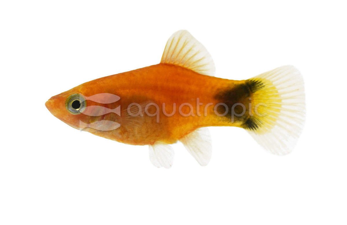 Imported Red Mickey Mouse Platy