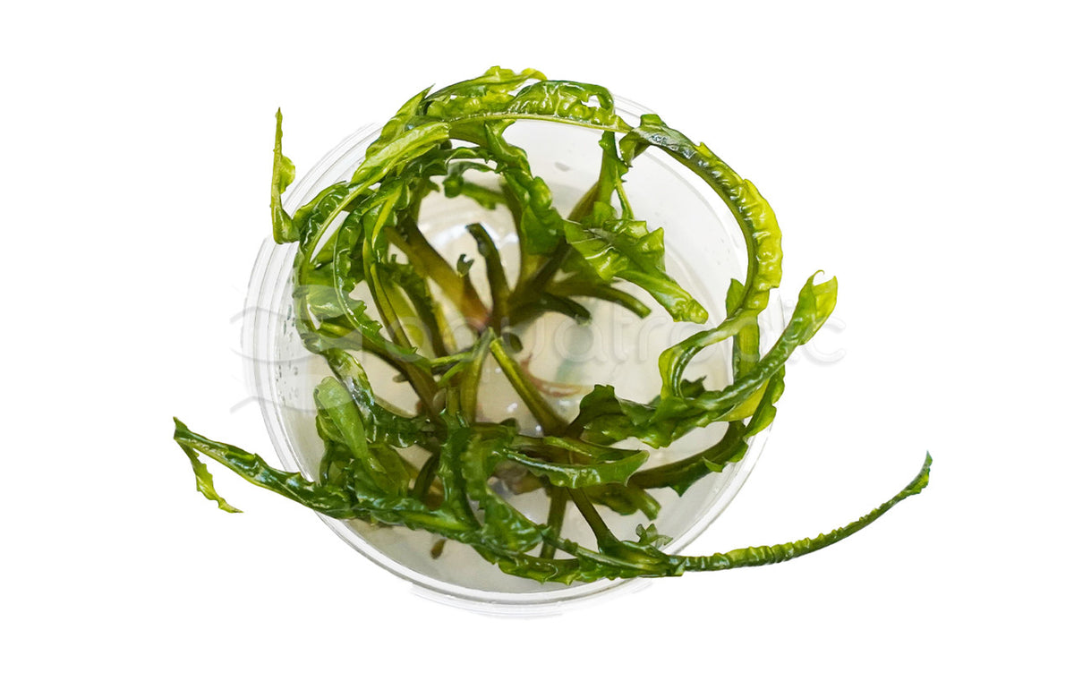Crypt Balansae (Cryptocoryne crispatula var. balansae) — photo: Quality Marine, used with permission
