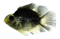 Black & White (Panda) Parrot (Amphilophus citrinellus) - photo courtesy Aquatropic