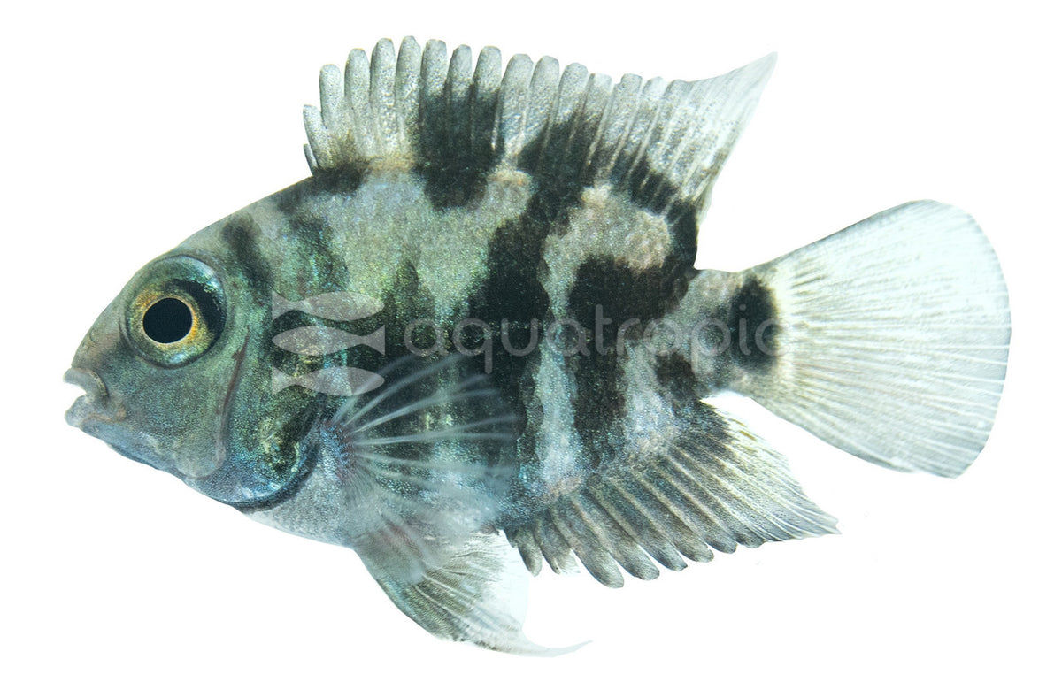 Polar Blue Parrot (Archocentrus nigrofasciatus X A. citrinellus) - photo courtesy Aquatropic