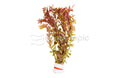 Rotala Rotundifolia Orange Juice — photo: Quality Marine, used with permission