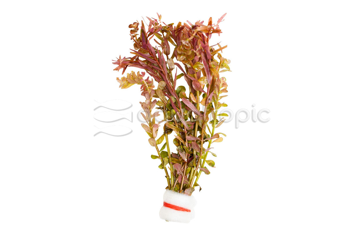 Rotala Rotundifolia Orange Juice — photo: Quality Marine, used with permission