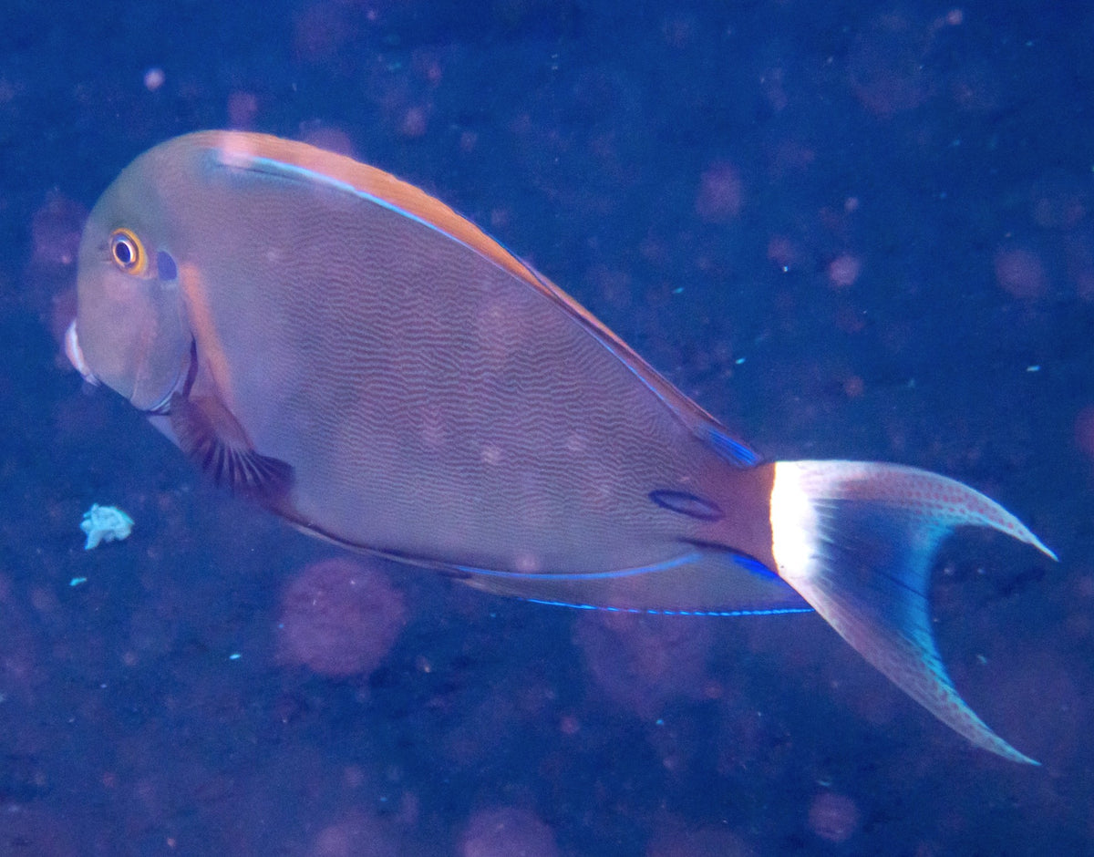 Bariene Tang (Acanthurus bariene)