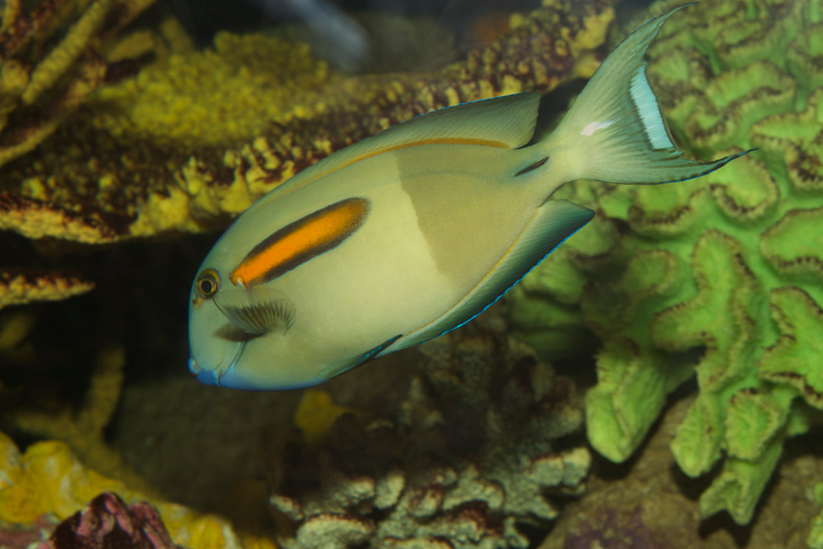 Orangeshoulder/Orangeband Tang (Acanthurus olivaceus) — Photo: Brian Gratwicke, CC BY 2.0, via Wikimedia Commons