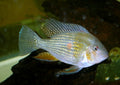 Geophagus Heckelii