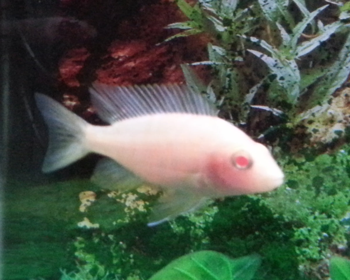 Pink Peacock Cichlid (Aulonocara sp.)
