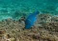Blue Spotted Tamarin Wrasse (Anampses caeruleopunctatus)
