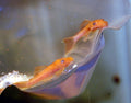 Super Red Bushynose Pleco (Ancistrus sp.)