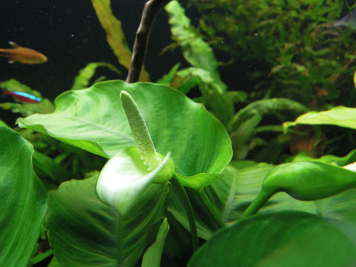Anubias Barteri Golden Coin (Anubias barteri) — via Wikimedia Commons