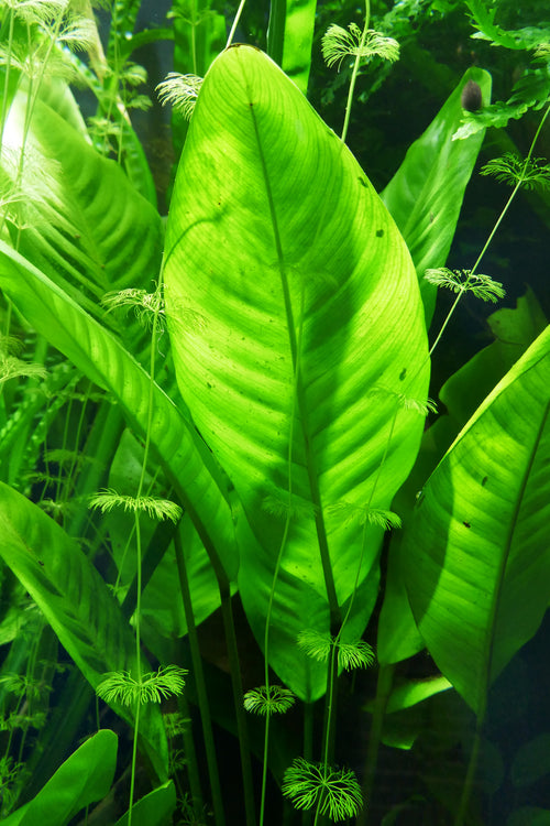 Anubias Lanceolata (Anubias barteri var. glabra) — photo: Ji-Elle, CC BY-SA 4.0, via Wikimedia Commons