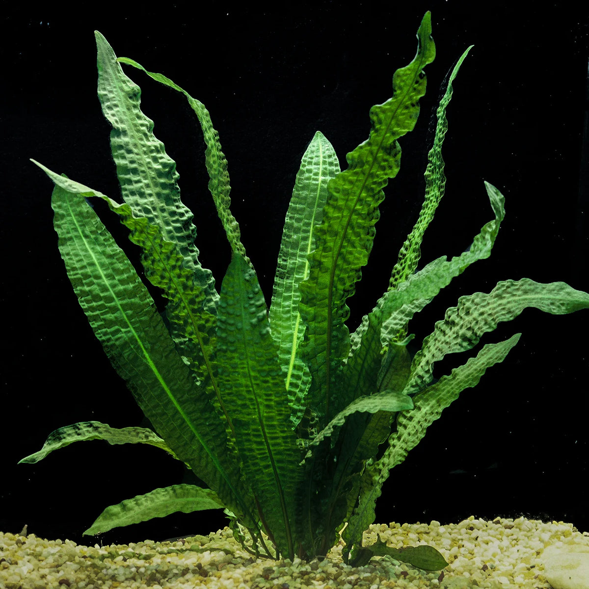 Aponogeton Boivinianus — photo: Florida Aquatic Nurseries, used with permission