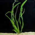 Aponogeton Longiplumulosus — photo: Florida Aquatic Nurseries, used with permission